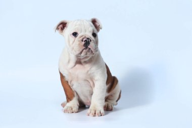 safkan İngiliz Bulldog köpek yavrusu eylem beyaz ekran
