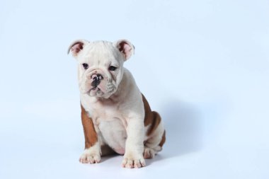 safkan İngiliz Bulldog köpek yavrusu eylem beyaz ekran