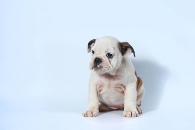 safkan İngiliz Bulldog köpek yavrusu eylem beyaz ekran