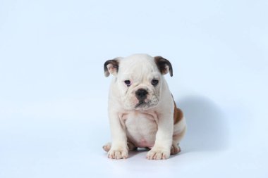 safkan İngiliz Bulldog köpek yavrusu eylem beyaz ekran