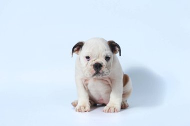 safkan İngiliz Bulldog köpek yavrusu eylem beyaz ekran