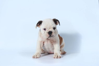 safkan İngiliz Bulldog köpek yavrusu eylem beyaz ekran