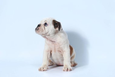safkan İngiliz Bulldog köpek yavrusu eylem beyaz ekran
