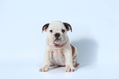 safkan İngiliz Bulldog köpek yavrusu eylem beyaz ekran