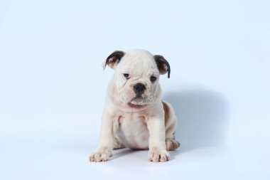 safkan İngiliz Bulldog köpek yavrusu eylem beyaz ekran
