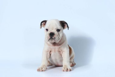 safkan İngiliz Bulldog köpek yavrusu eylem beyaz ekran