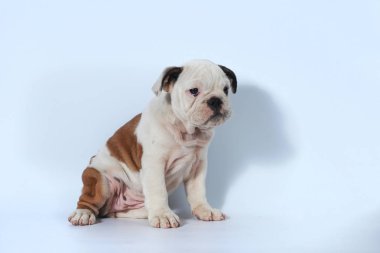 safkan İngiliz Bulldog köpek yavrusu eylem beyaz ekran