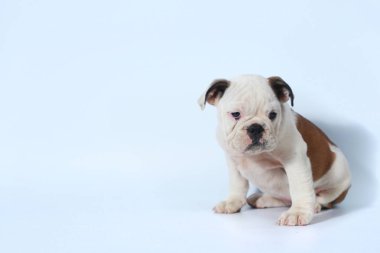 safkan İngiliz Bulldog köpek yavrusu eylem beyaz ekran