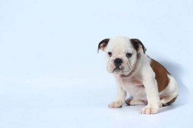 safkan İngiliz Bulldog köpek yavrusu eylem beyaz ekran