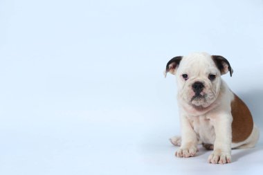 safkan İngiliz Bulldog köpek yavrusu eylem beyaz ekran