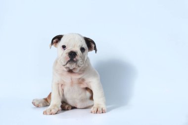 safkan İngiliz Bulldog köpek yavrusu eylem beyaz ekran