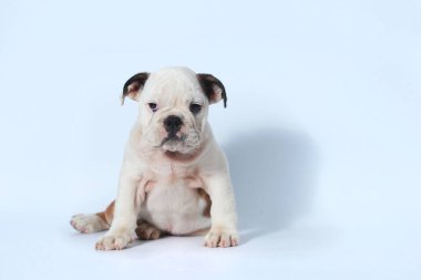 safkan İngiliz Bulldog köpek yavrusu eylem beyaz ekran