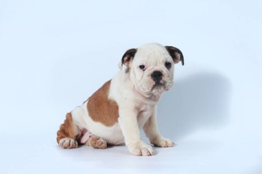 safkan İngiliz Bulldog köpek yavrusu eylem beyaz ekran