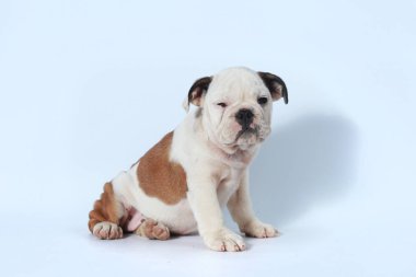 safkan İngiliz Bulldog köpek yavrusu eylem beyaz ekran