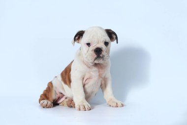 safkan İngiliz Bulldog köpek yavrusu eylem beyaz ekran
