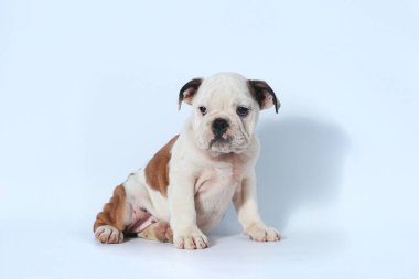 safkan İngiliz Bulldog köpek yavrusu eylem beyaz ekran