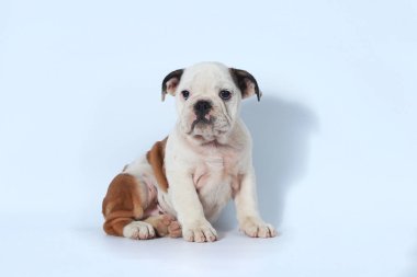 safkan İngiliz Bulldog köpek yavrusu eylem beyaz ekran