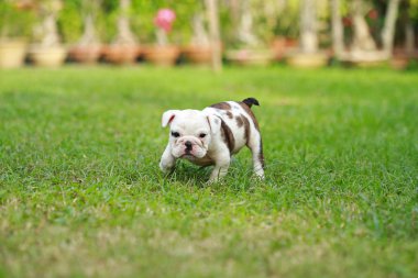 İngilizce bulldog köpek zevk greensward hayatına