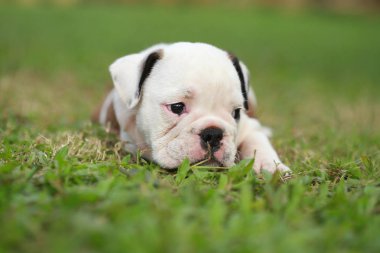 İngilizce bulldog köpek zevk greensward hayatına
