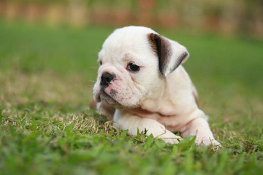 İngilizce bulldog köpek zevk greensward hayatına