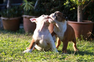 İngilizce bulldog köpek zevk greensward hayatına