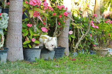 İngilizce bulldog köpek zevk greensward hayatına