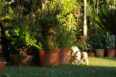 Yağmur ormanlarında sis