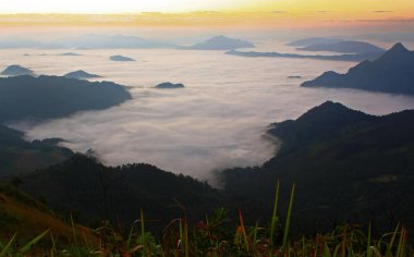 Yağmur ormanlarında sis