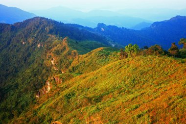 Yağmur ormanlarında sis