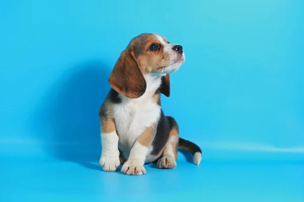 Mês Puro Raça Beagle Filhote Cachorro Tela Verde — Fotografia de Stock