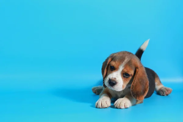 Mês Puro Raça Beagle Filhote Cachorro Tela Verde — Fotografia de Stock