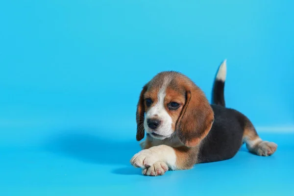 Mês Puro Raça Beagle Filhote Cachorro Tela Verde — Fotografia de Stock