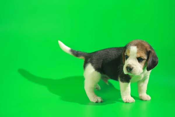 Month Pure Breed Beagle Puppy Green Screen — Stock Photo, Image