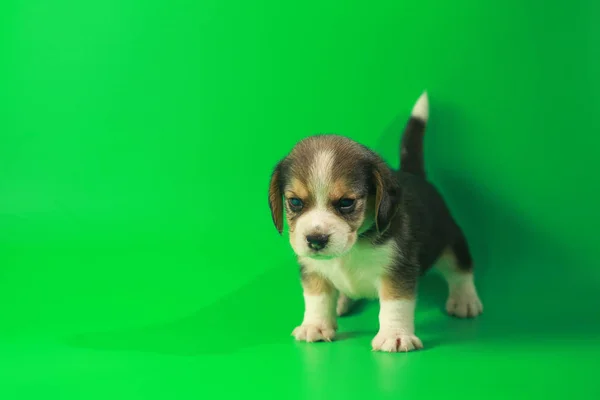 Miesiąc Czystej Rasy Beagle Szczeniak Zielony Ekran — Zdjęcie stockowe