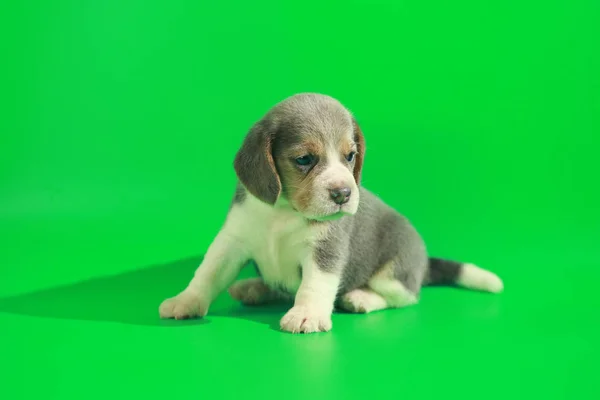 Mês Puro Raça Beagle Filhote Cachorro Tela Verde — Fotografia de Stock