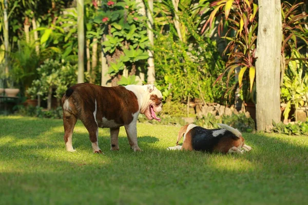 纯种英国斗牛犬享受生活 — 图库照片