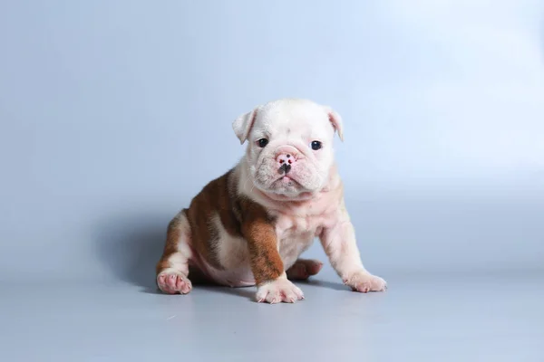 Maand Rasechte Engelse Bulldog Pup Grijs Scherm — Stockfoto