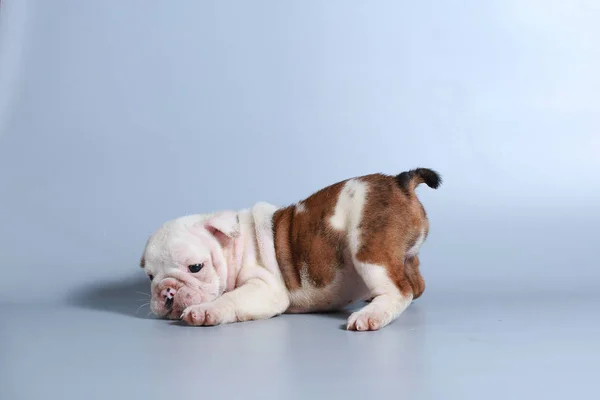 灰色の画面に純血種の英語ブルドッグ子犬を — ストック写真