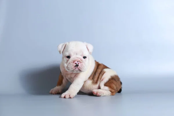 Meses Raça Pura Cachorrinho Bulldog Inglês Tela Cinza — Fotografia de Stock