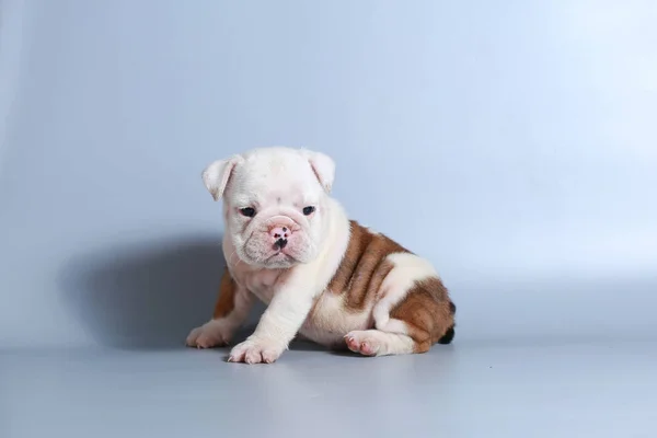 Meses Raça Pura Cachorrinho Bulldog Inglês Tela Cinza — Fotografia de Stock