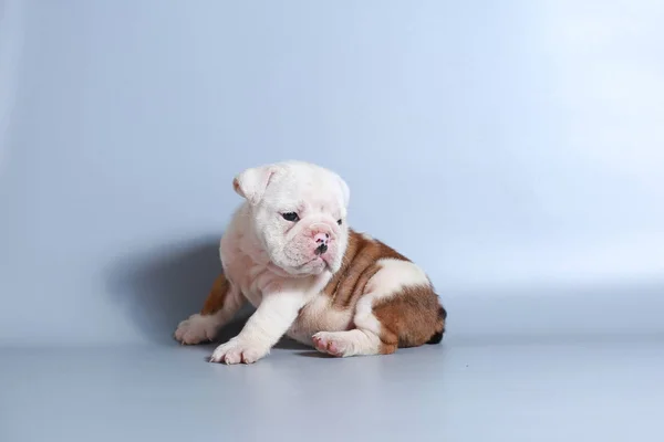 灰色の画面に純血種の英語ブルドッグ子犬を — ストック写真