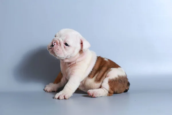 Cachorro Bulldog Inglés Pura Raza Meses Pantalla Gris —  Fotos de Stock