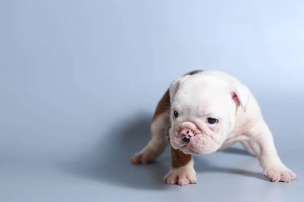 Maand Rasechte Engelse Bulldog Pup Grijs Scherm — Stockfoto