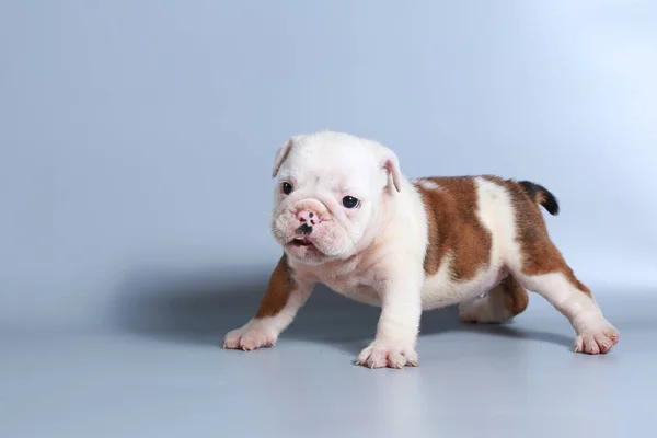 Maand Rasechte Engelse Bulldog Pup Grijs Scherm — Stockfoto