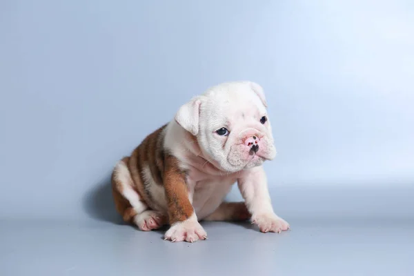 Meses Raça Pura Cachorrinho Bulldog Inglês Tela Cinza — Fotografia de Stock