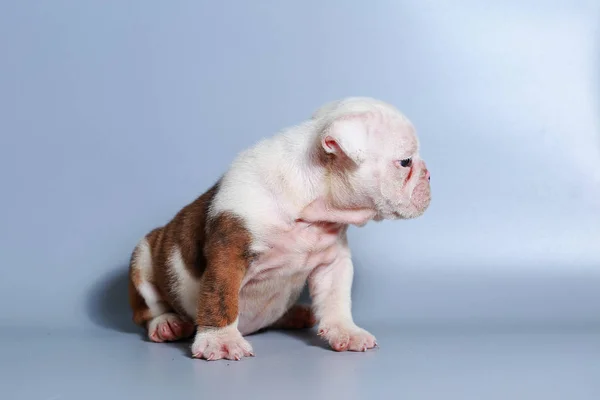 Cachorro Bulldog Inglés Pura Raza Meses Pantalla Gris —  Fotos de Stock