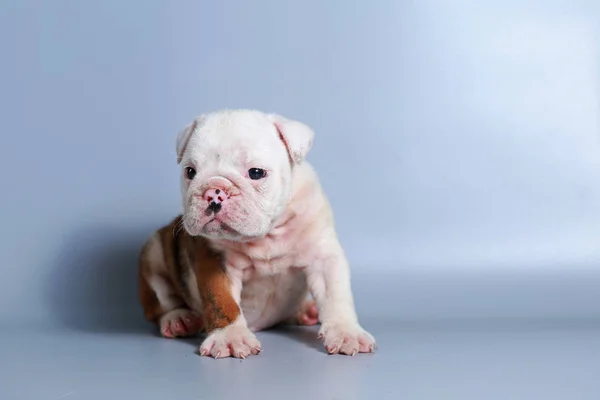 Maand Rasechte Engelse Bulldog Pup Grijs Scherm — Stockfoto