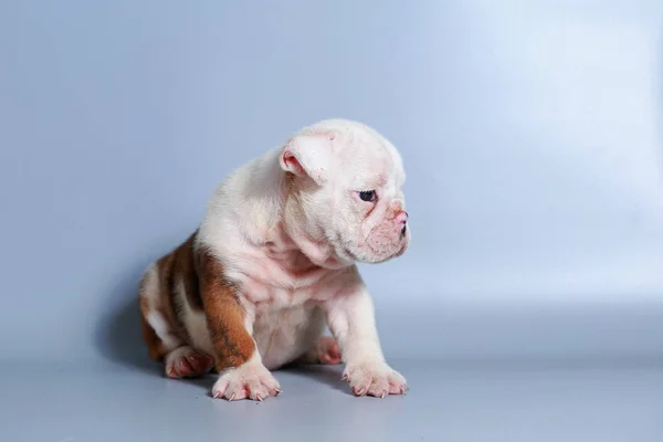 Safkan Ngiliz Bulldog Köpek Yavrusu Gri Ekran Üzerinde — Stok fotoğraf