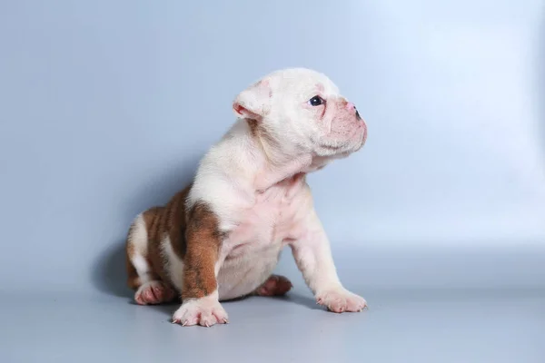 Monate Reinrassige Englische Bulldogge Welpe Auf Grauem Bildschirm — Stockfoto