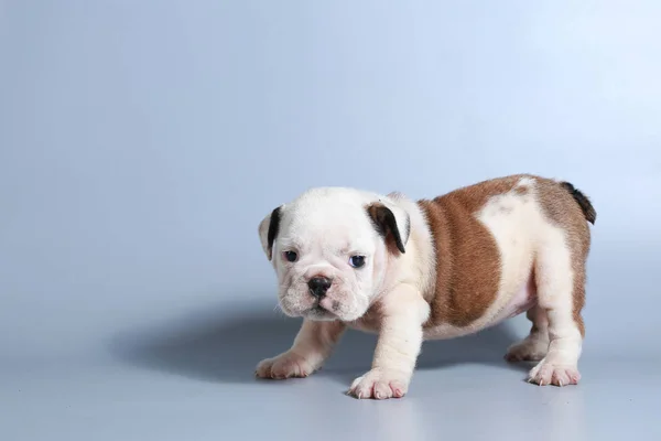 灰色の画面に純血種の英語ブルドッグ子犬を — ストック写真